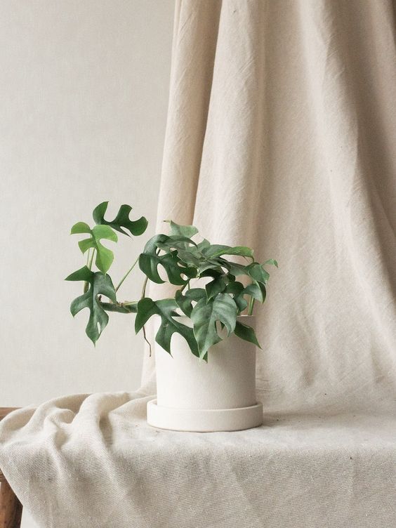 Your Houseplants Are Actually Making You Healthier