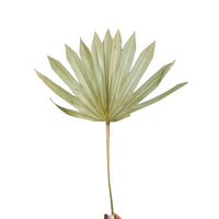 Natural Dried Sun Palm Spear