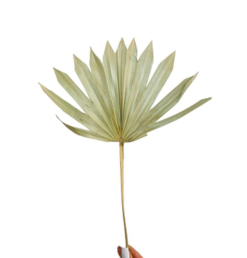 Natural Dried Sun Palm Spear